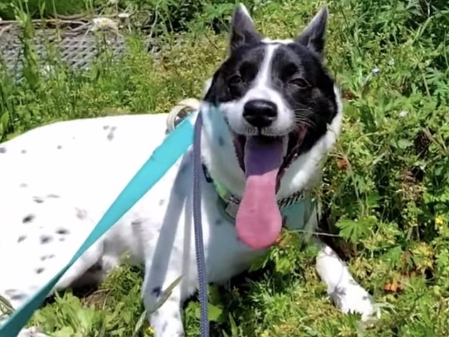 あと10万円で250万円。なんとか伸ばしたい。ボランティアの胸のうち　Nさん