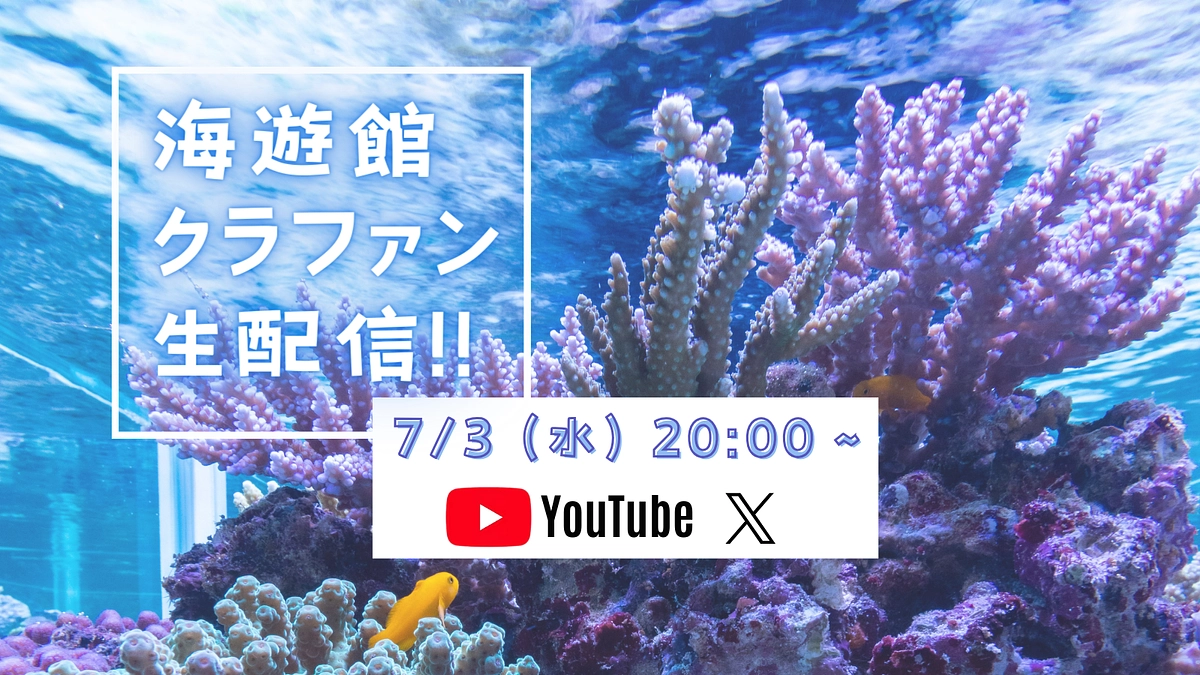 お見逃しなく！【7/3(水)20:00~｜YouTube・X同時生配信のお知らせ】