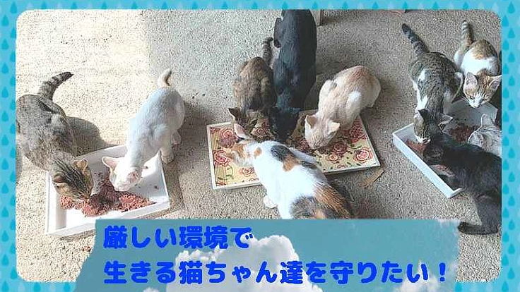 厳しい環境で生きる外猫ちゃん達を守りたい！