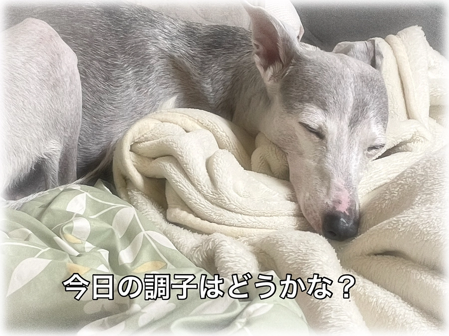 今日の調子はどうかな？🐕