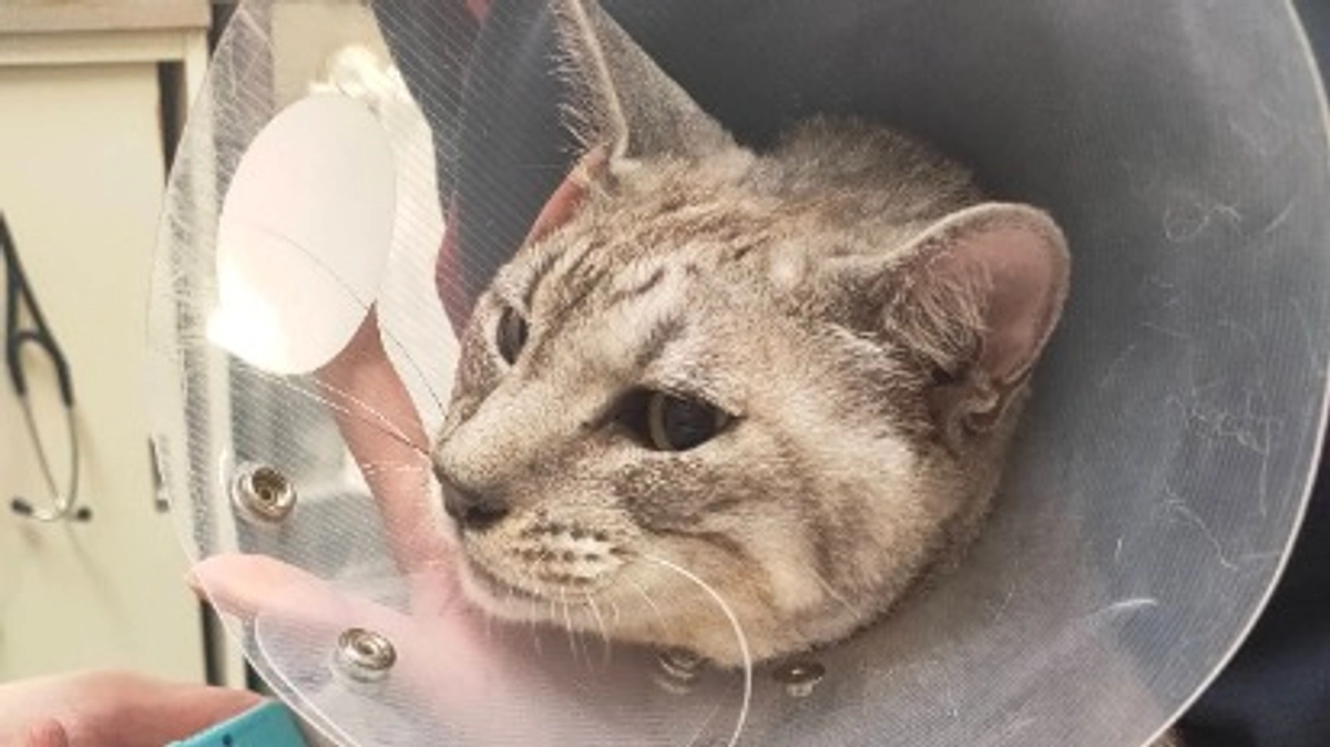 ８／１６、１７　抗がん剤治療