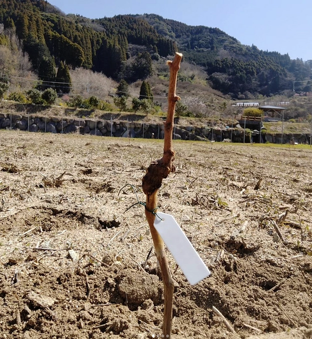 クラファン達成御礼＆植付け完了！