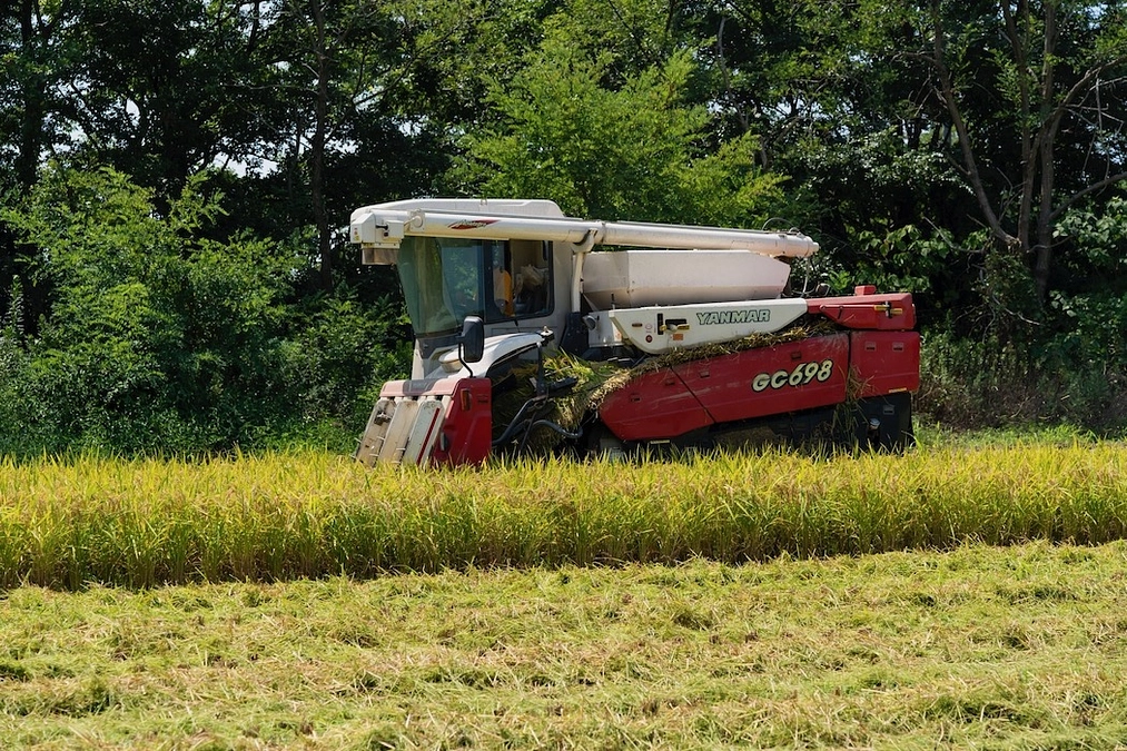 収穫がはじまりました！