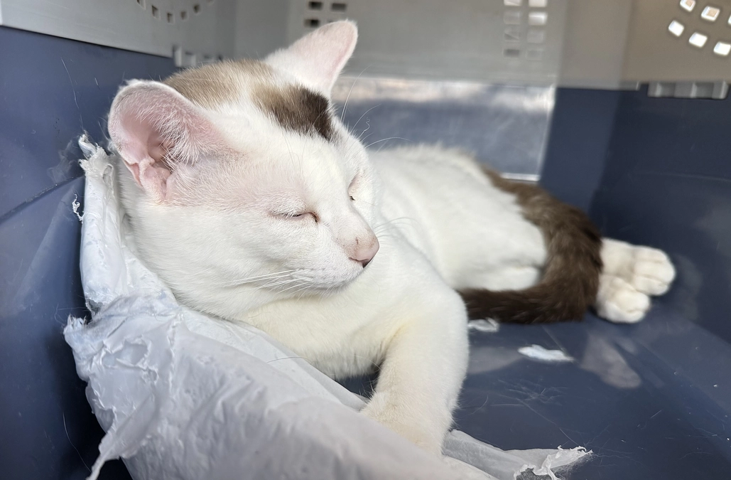 シンバの寄り目