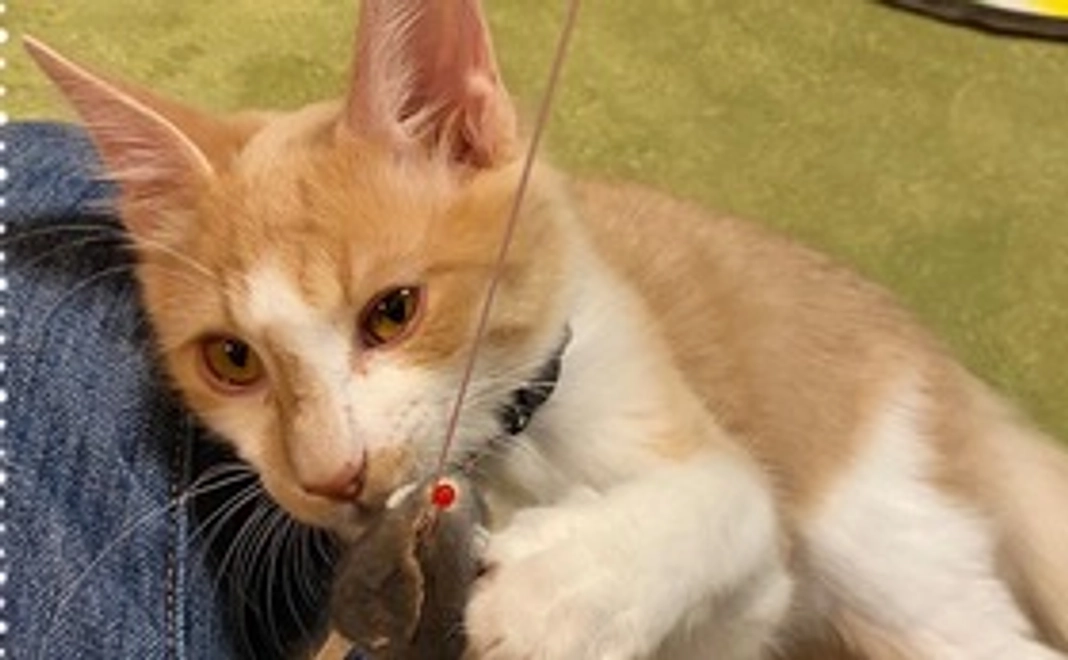 全力応援(リターン不要)1000円