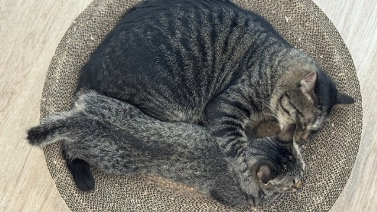 終了日まであと1日！どの子の命も諦めたくない！