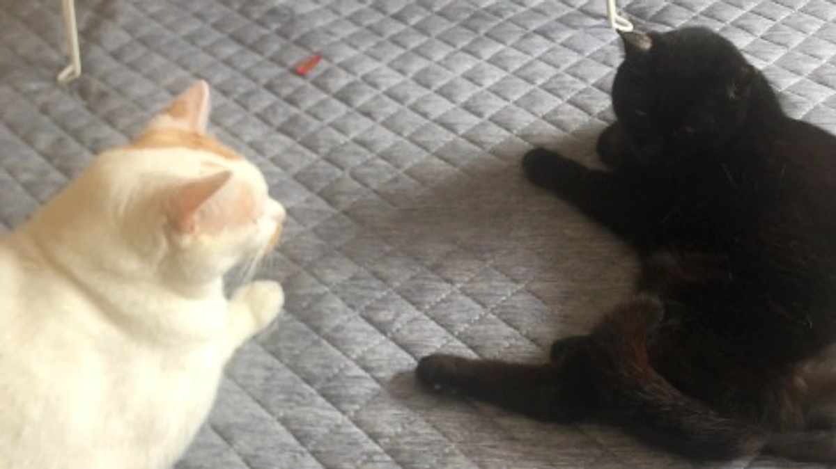 あと9日　ラストスパートです