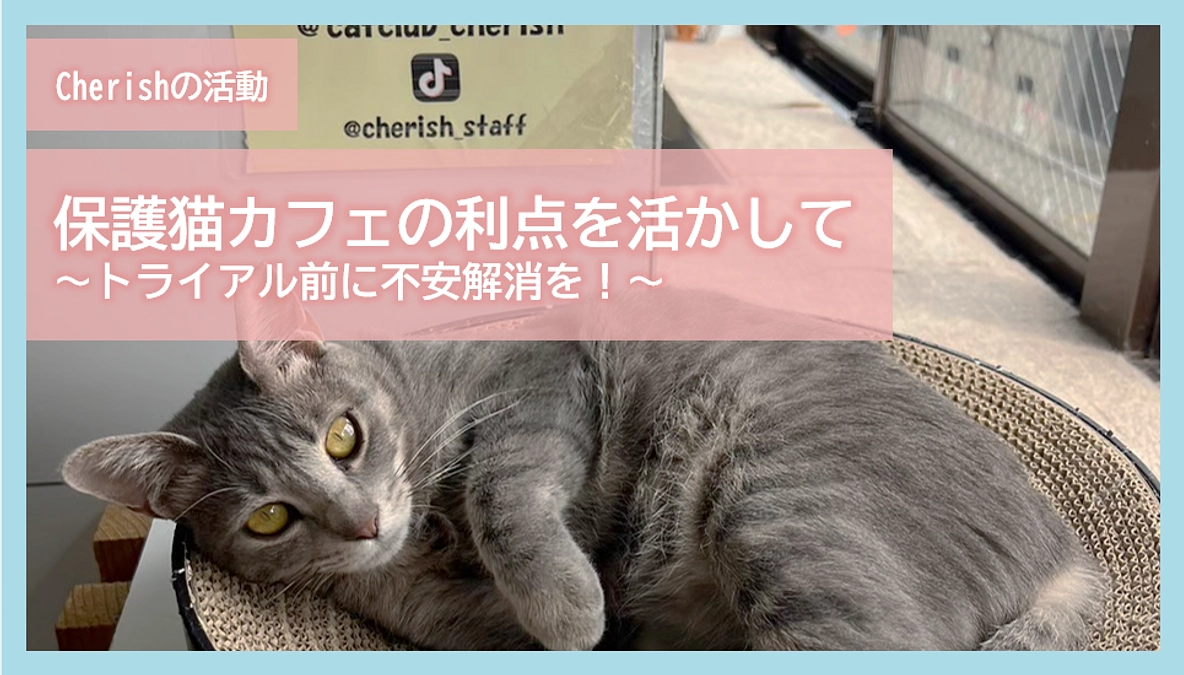 Cherishの活動｜保護猫カフェの利点を活かして～トライアル前に不安解消を！～