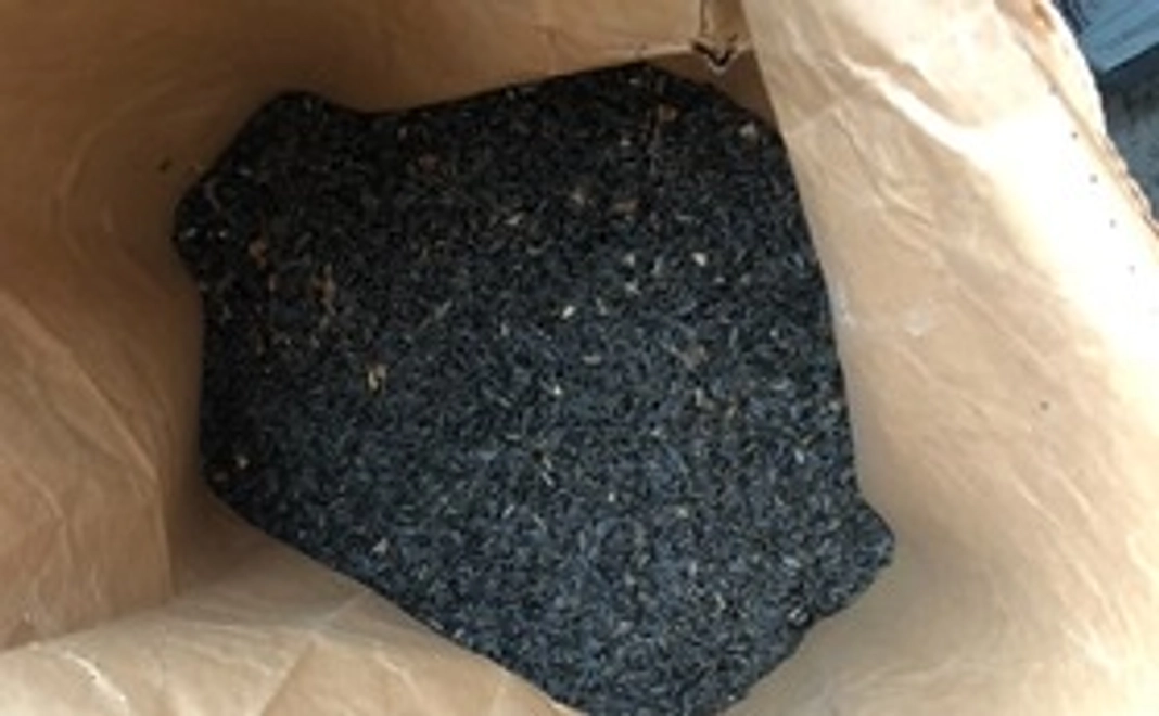 ウクライナ復興応援【お礼メール+ひまわり種配布】