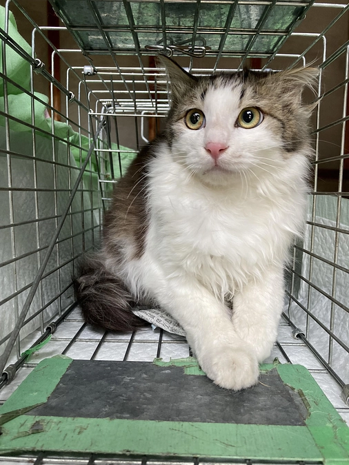 かわいそうだけでは助けられない　野良猫さんのこと②