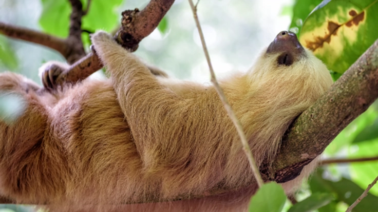 子どもも大人も楽しめる 地球体感いきもの事典をつくりたい！！