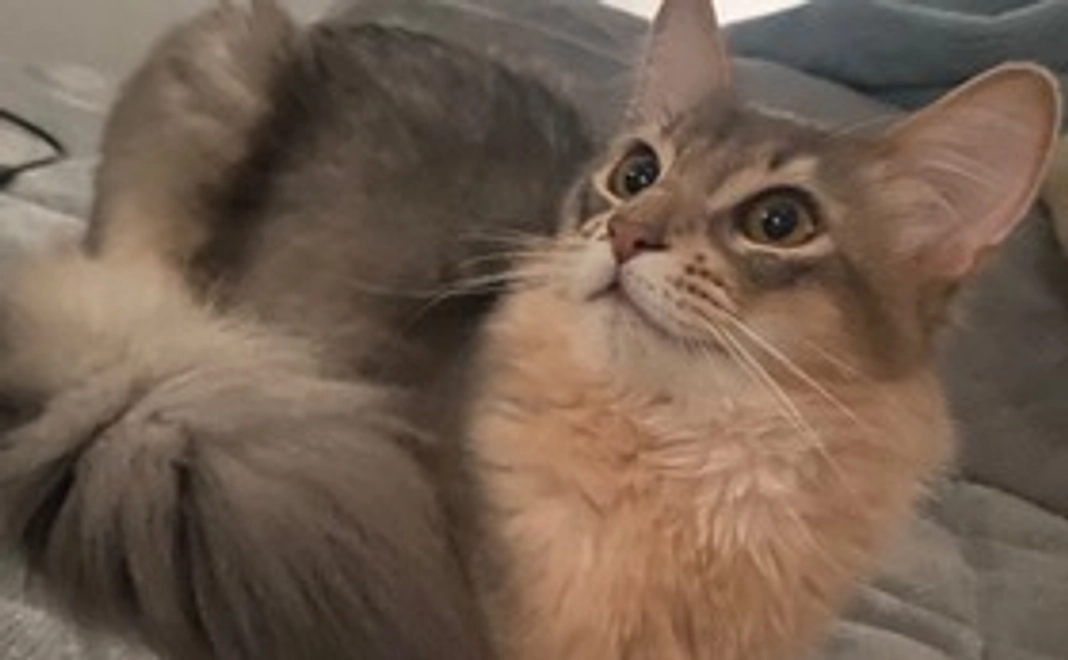 リターンなし（1000円）