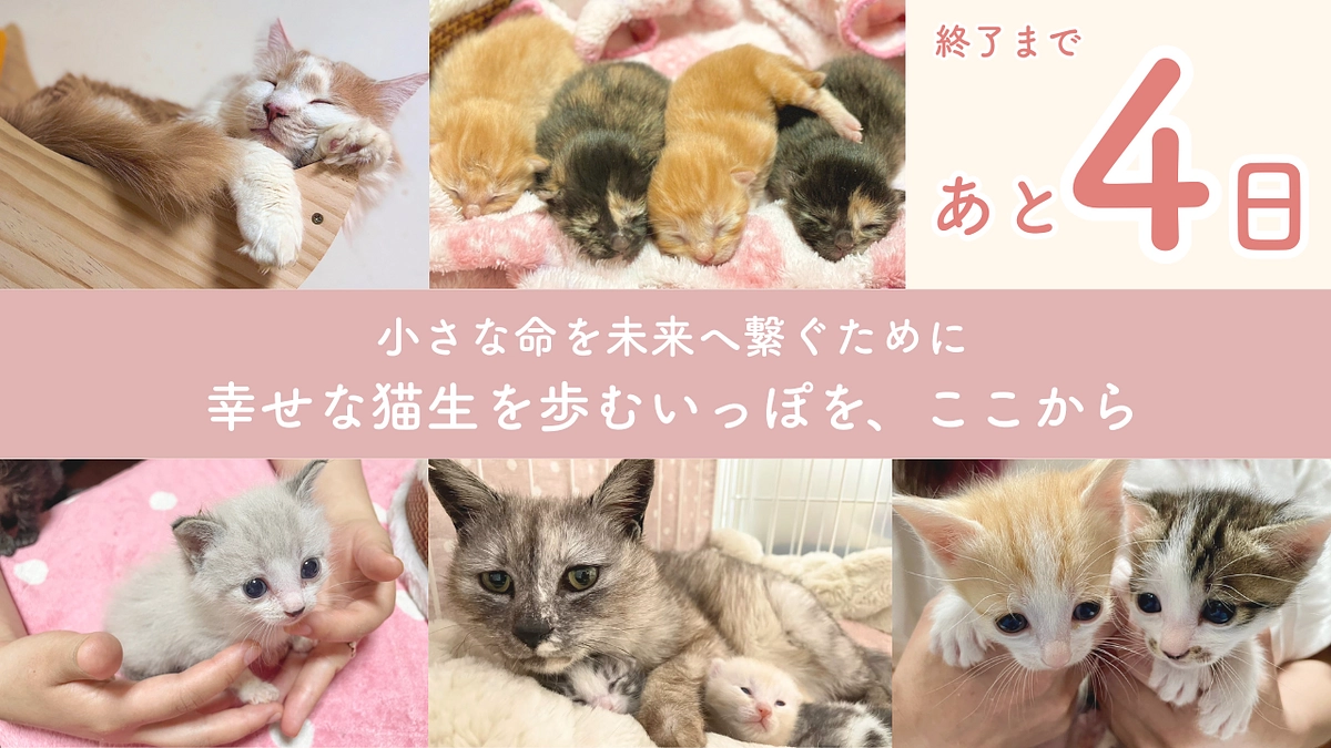 終了まで残り4日！私たちの熱い想い、どうか届いてください！