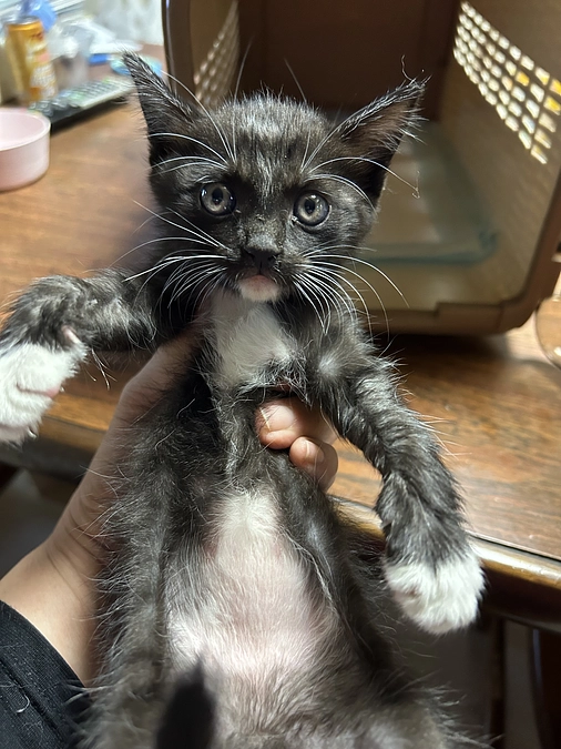 警察署から子猫の保護依頼ありました👮
