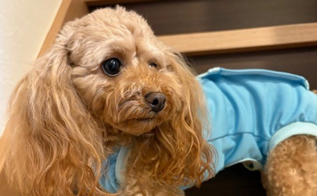 ゆむのサポーターになってください！No.1