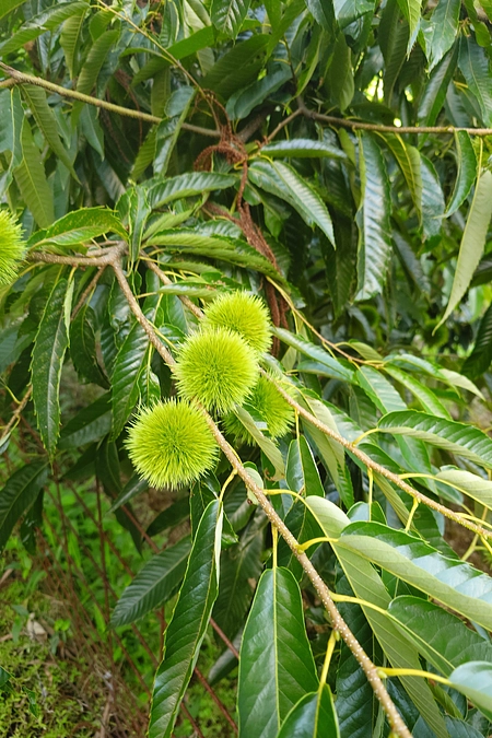 締め切りまで残り17日