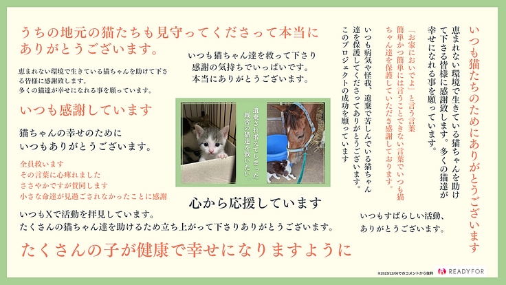 競馬場周辺の猫を救う!ハンデのある子や傷病猫たちの医療費にご支援を 3枚目