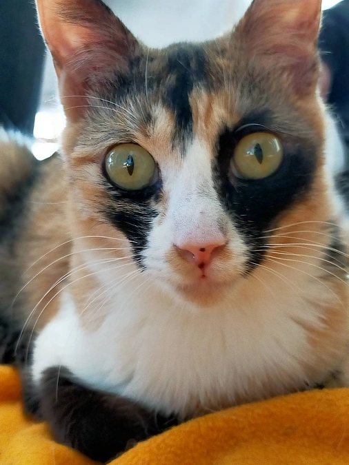 ふらっとフラットwith cats & dogs　イベント開催報告