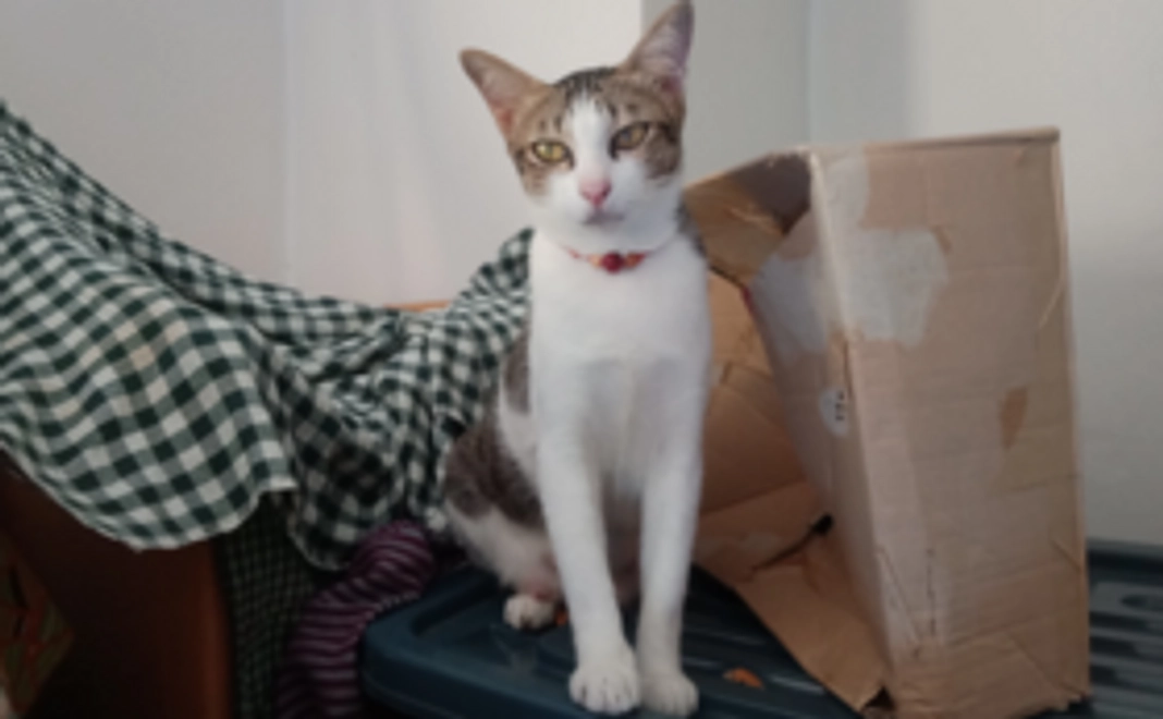 野良猫母ちゃんファミリーを守りたい02