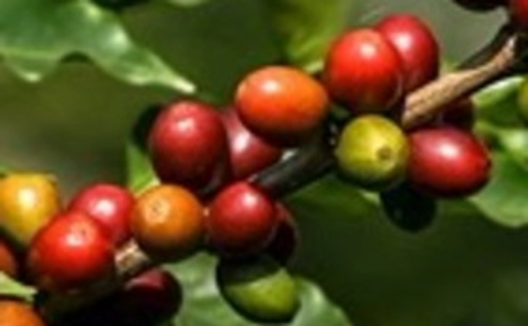 コーヒー豆1kg（農薬削減栽培生産）