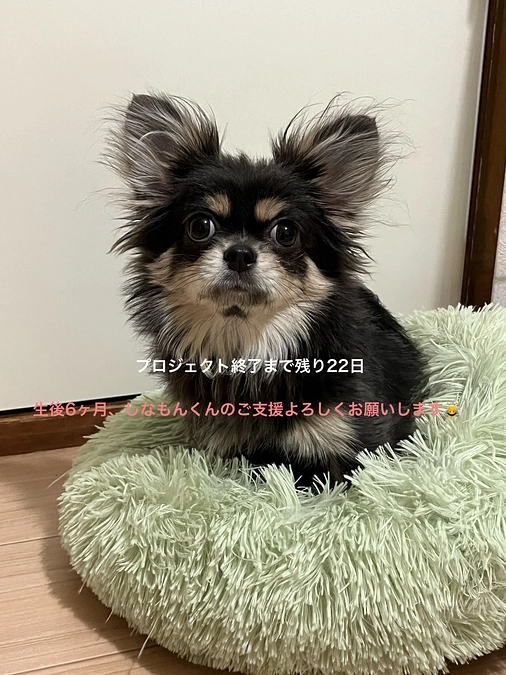 プロジェクト終了まで残り22日　支援5％達成!　活動報告2回目