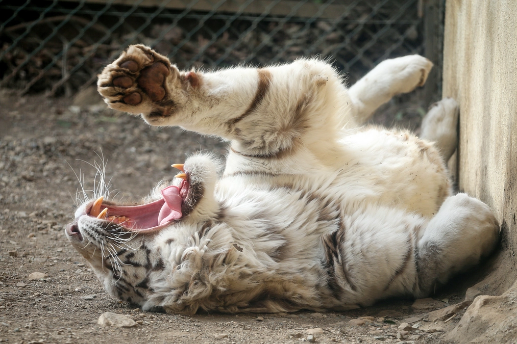 2月22日(木) 進捗報告・動物紹介～最近のあくびコレクション・ネコの日