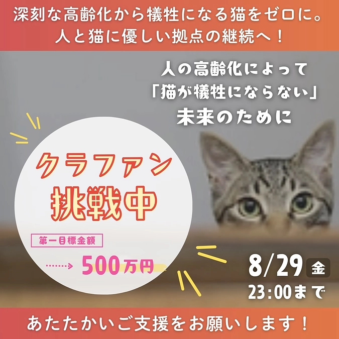 【本日よりスタート】ドキドキ💓ワクワク🐈‍⬛