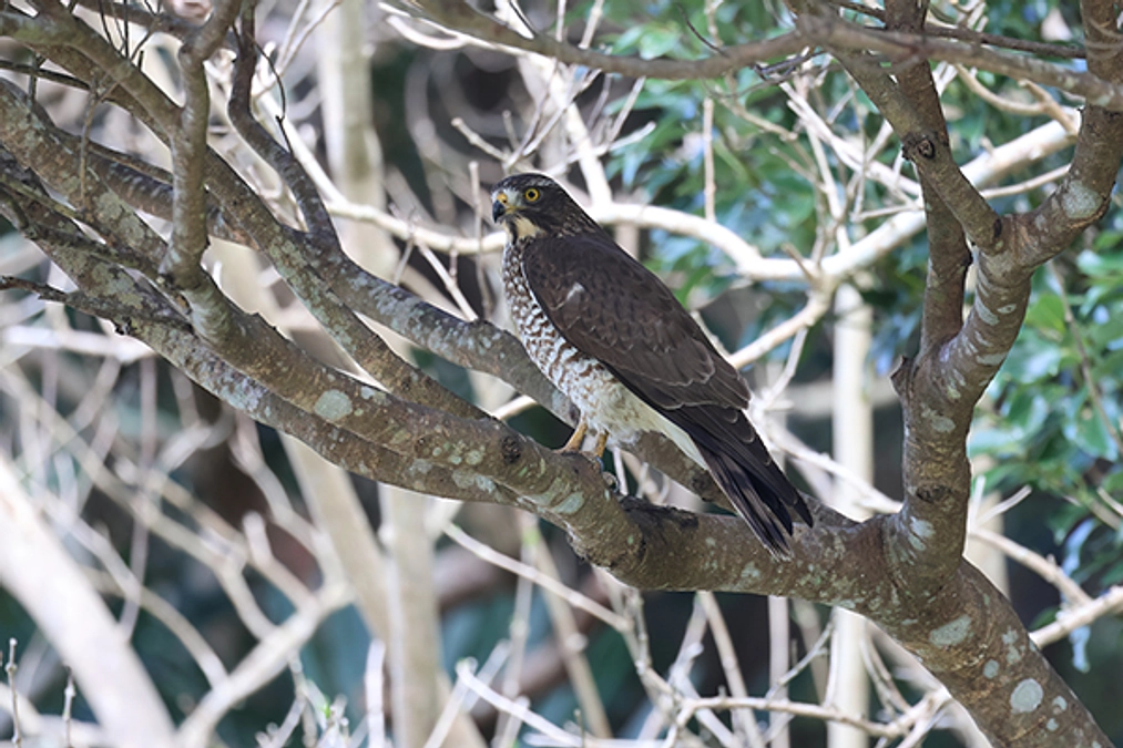 残り4日！　サシバのあれこれ