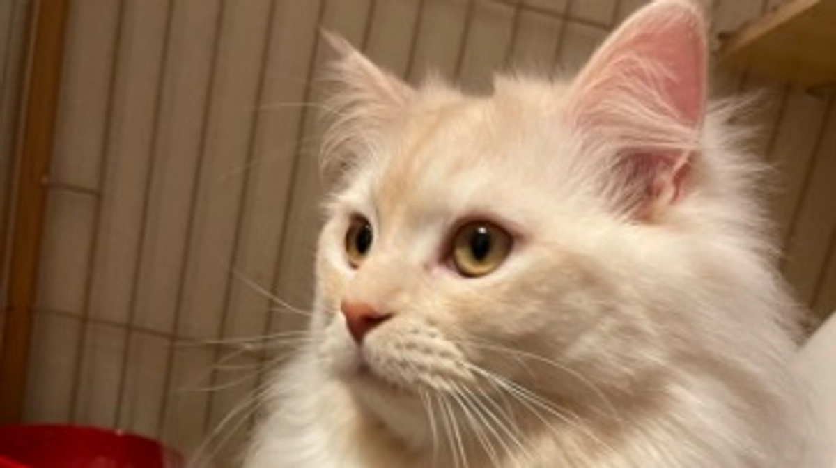 今日のトキ☔️