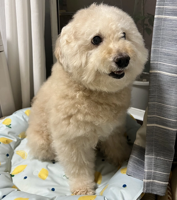 プロジェクトを公開しました