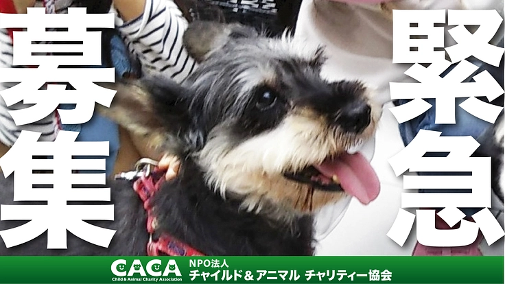 突然死のリスクを避けたい！ 保護犬ベティーの命に灯を！