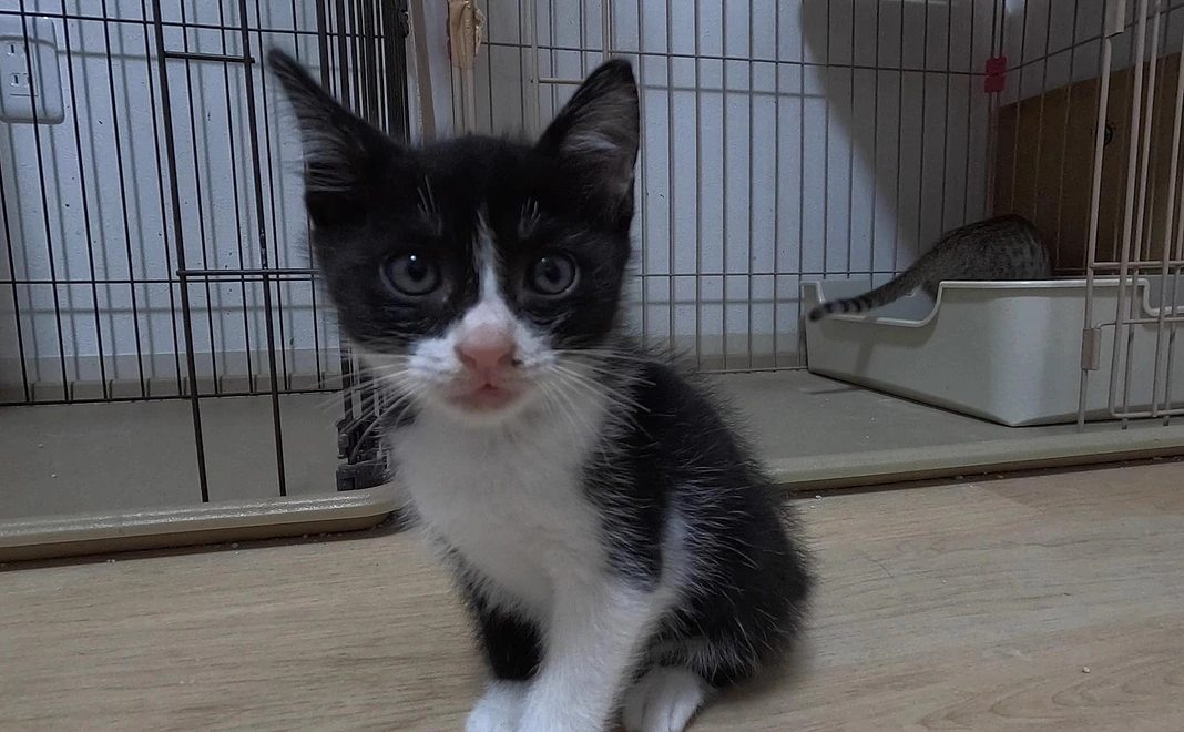 応援コース | あなたの愛が命をつなぐ