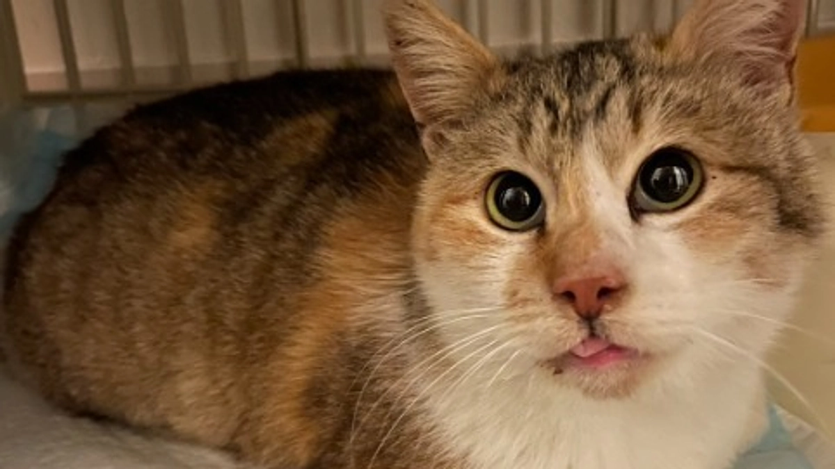 もうすぐお母さんになる“クラ子”