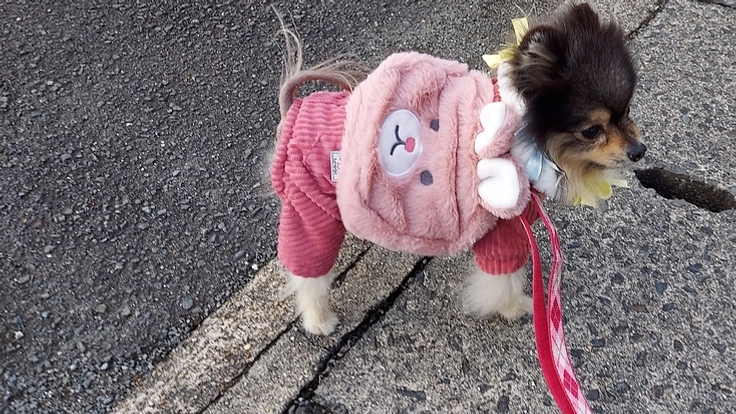 余命数ヶ月癌「口腔悪性黒色腫」ティアラにご支援を宜しくお願いします