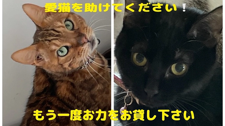 3匹目のFIPの愛猫を助けて下さい！