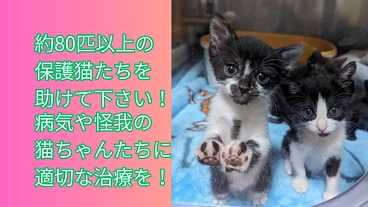 命を繋ぐ「ひだまり号」病気の猫の医療とシェルター改修・ICU維持へ のトップ画像