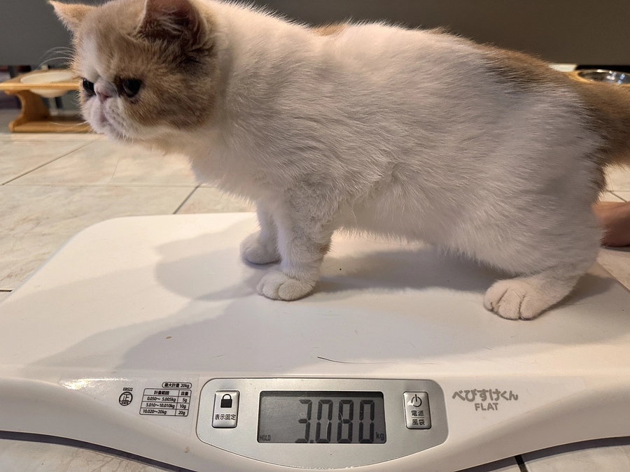 わさびの応援隊②