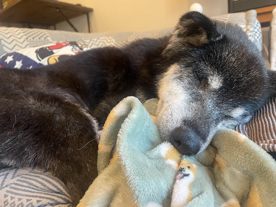 なぜ【老犬ホームをつくる】を応援するのか