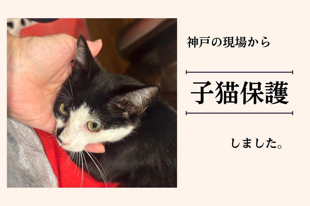 神戸の現場付近から、子猫を保護しました。【残り20日となりました】