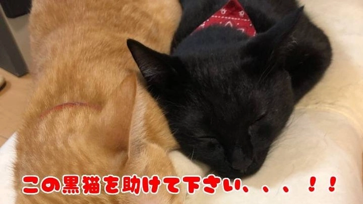 尿道閉塞・腎不全の2歳の黒猫キビちゃんを助けてください