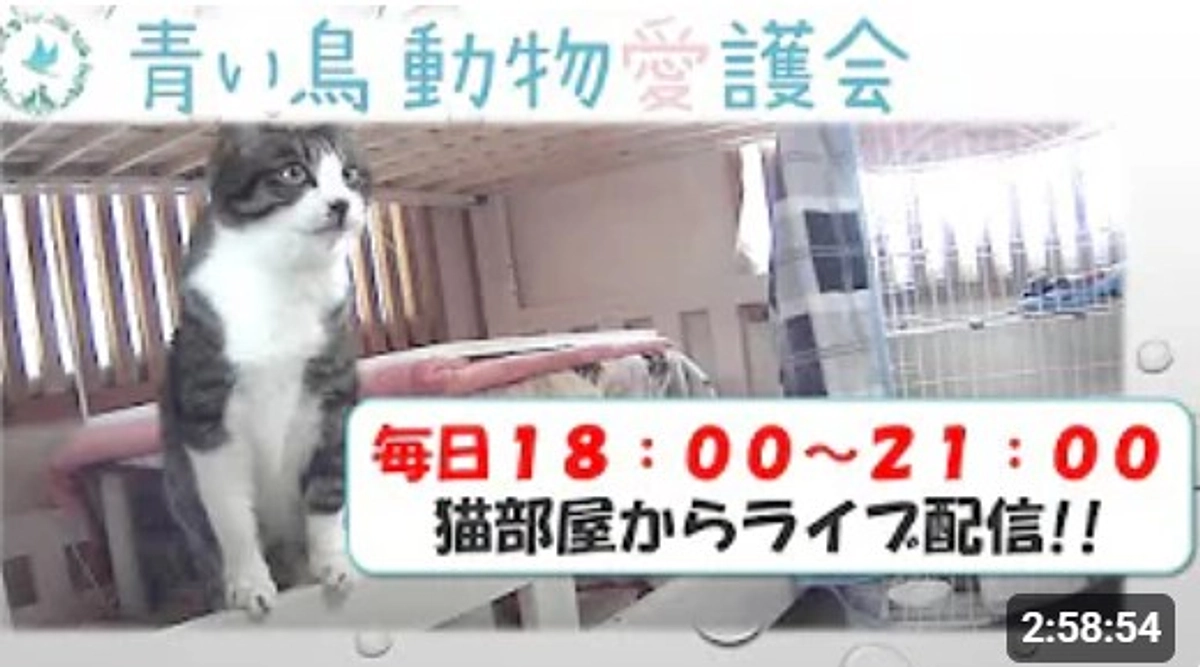 毎日ライブ配信━青い鳥チャンネル