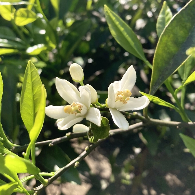 【ご報告】ビール醸造中！そのほかの返礼品のご用意も進んでおります！