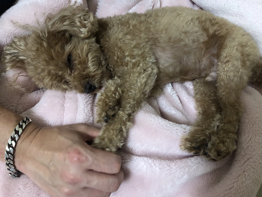 少し下痢気味です。。