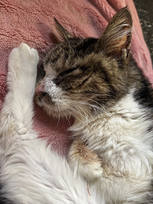 脳梗塞が改善された　くりちゃん❣️ ハイシニアって可愛いし愛おしい存在でしかありません❤️