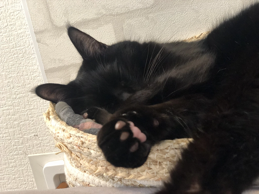 いよいよ本日23時までです。