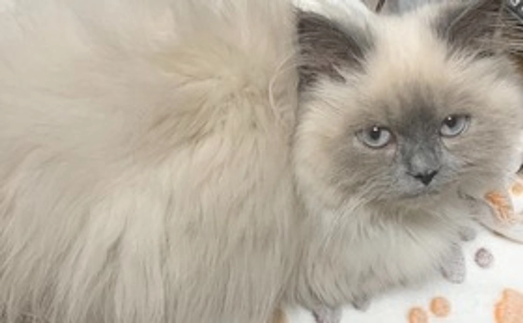 プニ全額応援 1000円コース (リターン不要)