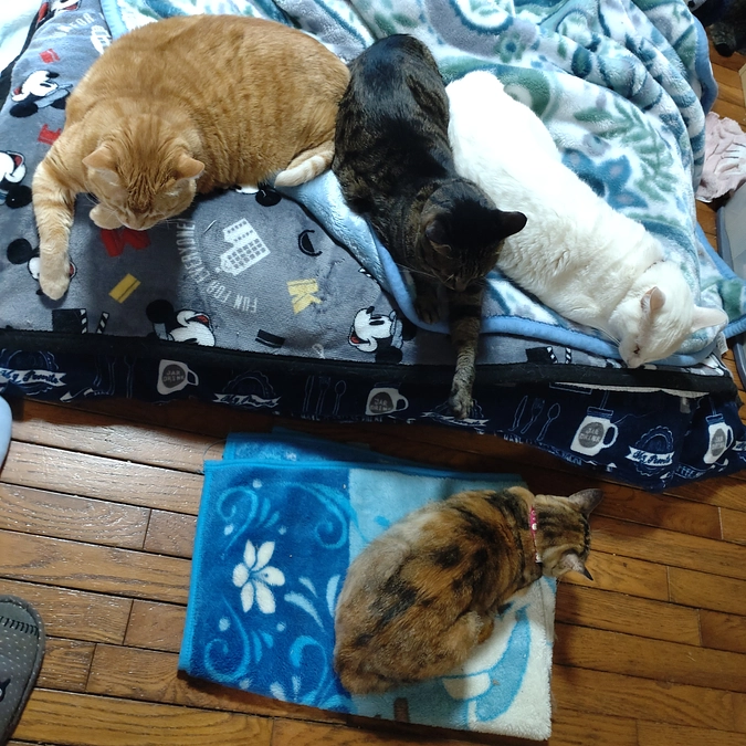 ハーレム　こいとら君💕　