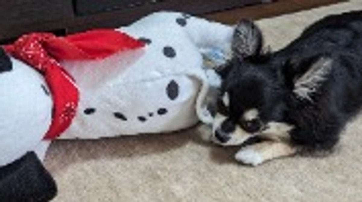 ぬいぐるみのしっぽをカミカミ…