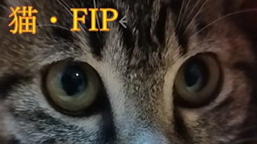 元保護猫のマロ【FIP治療】の治療費ご支援をお願いします。