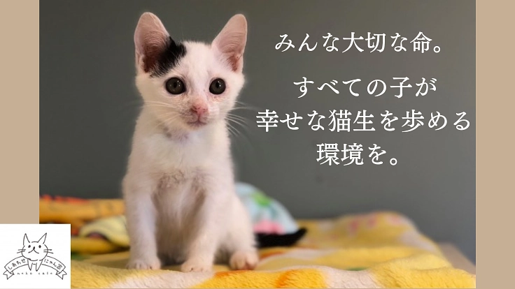 保護猫カフェを移転して、エイズや人馴れしない猫たちにも温かいご縁を